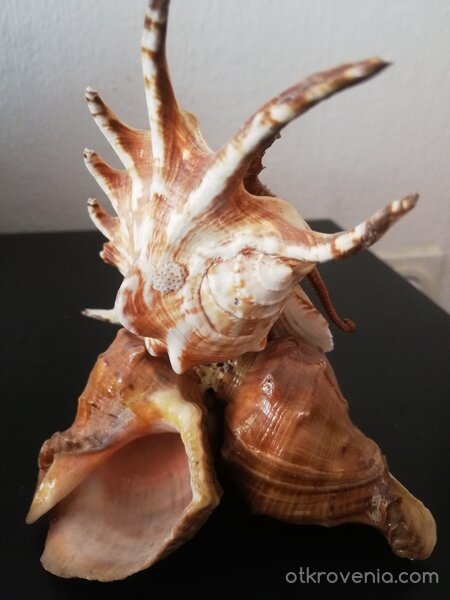 С дъх на море