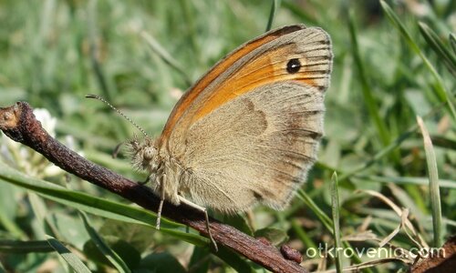 Обикновена сенница(Coenonympha pamphilus)