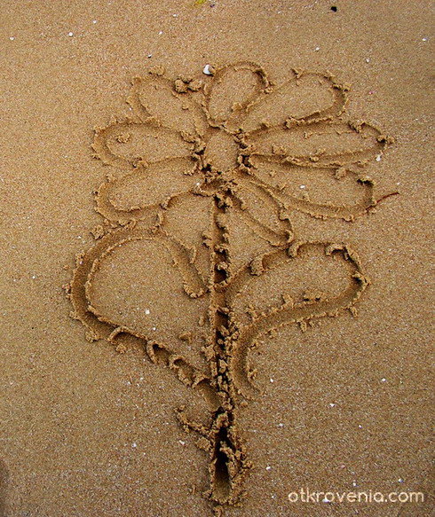 Цвете на пясъка