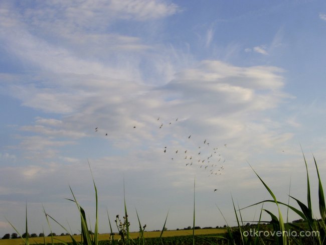 Облачният пеликан и птиците