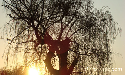 The Sunset & The Tree (Залезът и дървото)