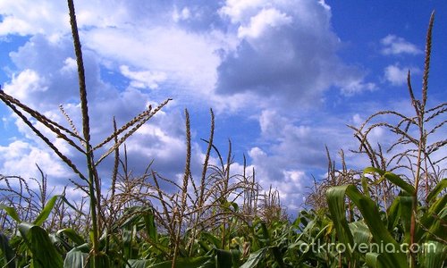 А небето върху царевицата полегна