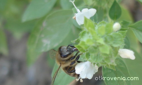 Ежедневието на друга пчеличка