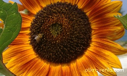 Пчела върху слънчогледовата пита!