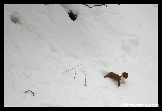 Кратка разходка в снежен ден