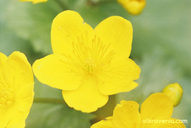 Жълто цвете