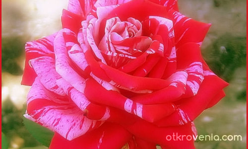 една българска роза