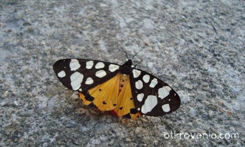 Пеперудка 2