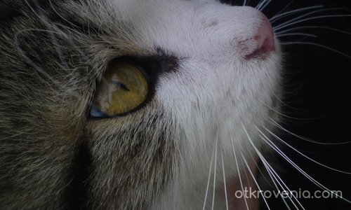 Котето със златните очи