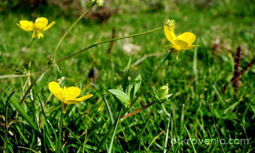 Желтый цветочек