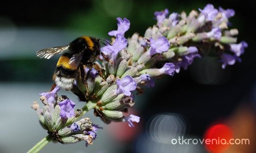 Пчела яде цвете