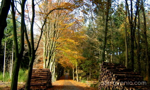 Есен в гората