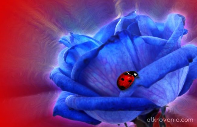 Blue Rose with Ladybug