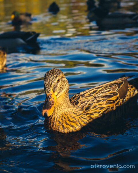 Златният час на езерото