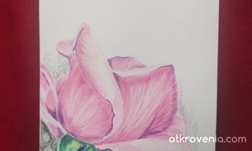 Нежна красота