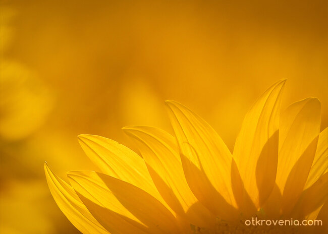 Алхимия на лятото