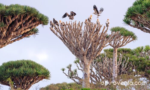 Лешояди... Имаше вчера... Ще има ли утре?
