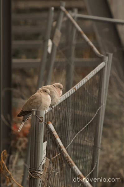 Зад мрежата - свобода или несигурност
