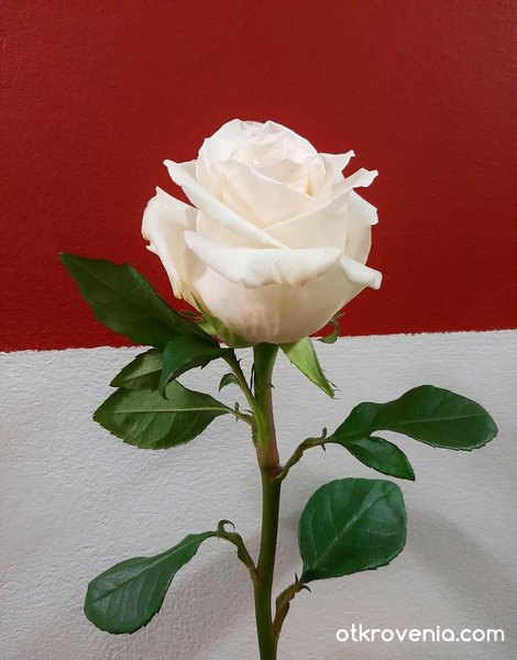 Бяла любов, бяла роза