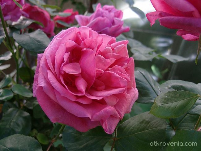 Красиви в розово =)