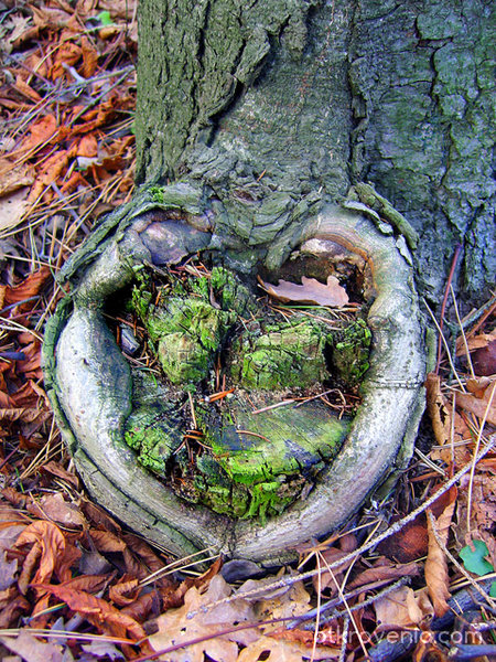 Сърцето на дървото...