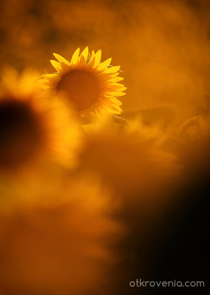 Ежедневни чудеса