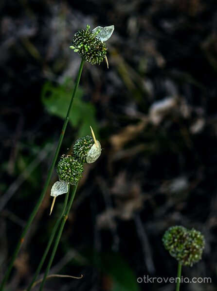 Прикрити тайнства