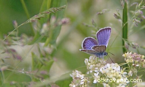 Синя пеперудка