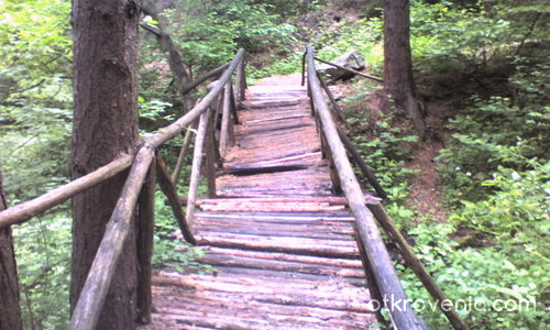 Мостче в гората