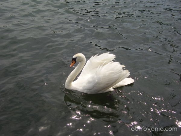 Женевското езеро му харесва:)