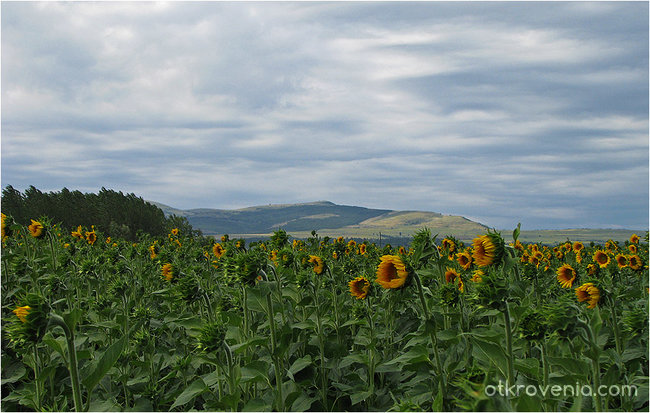 В теб гледах...