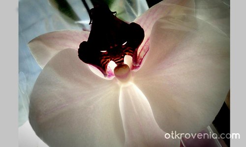 Орхидея "Граф Дракула"