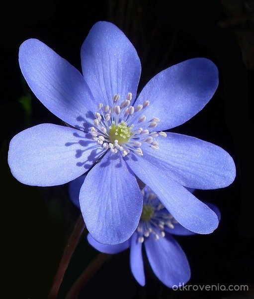 Синьо цвете
