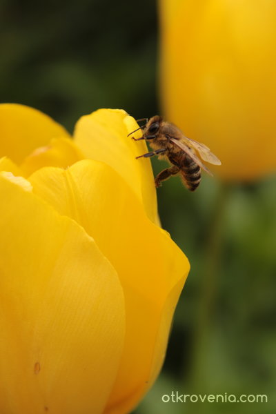 История с пчела