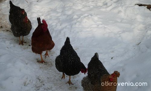 кокошки в поход