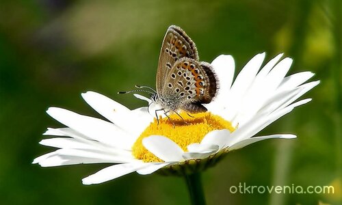 Обикновена синевка (Polyommatus icarus)