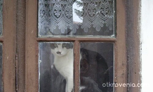 Котка на прозорец с дантелено перде