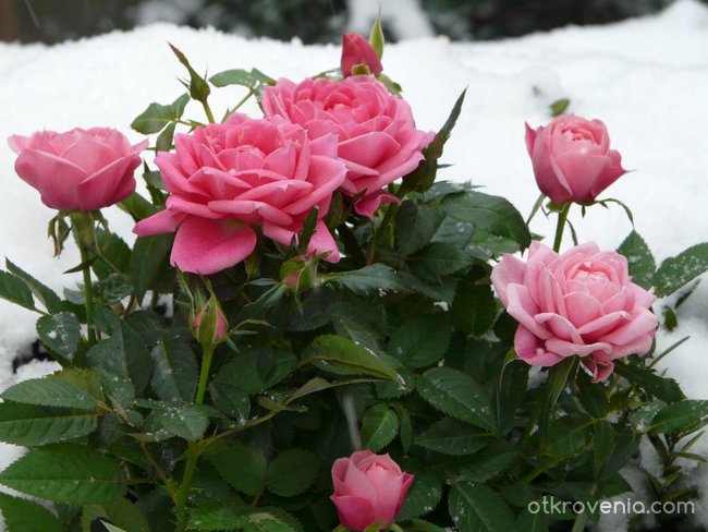 Снежно и розово