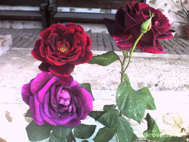 Рози