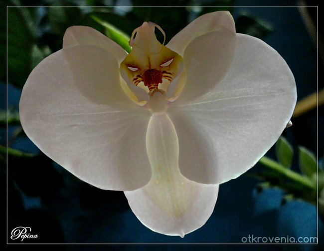 Орхидея  - "Сърдит японски самурай"