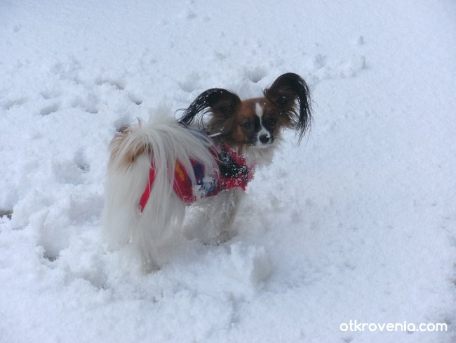 Жасминка и първия сняг