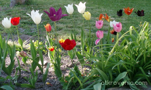 Цветовете на Пролетта