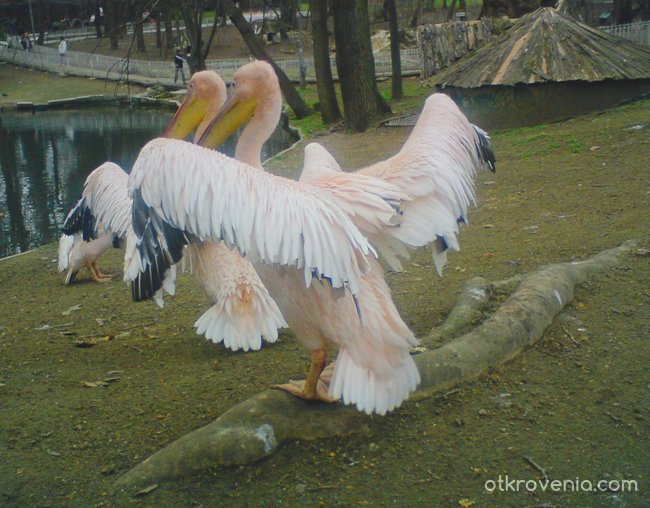 Семейство пеликани