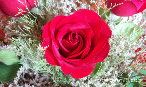 Красиви червени рози!!!