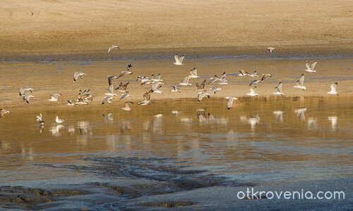 Близо до дъното