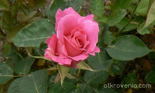 розова розичка