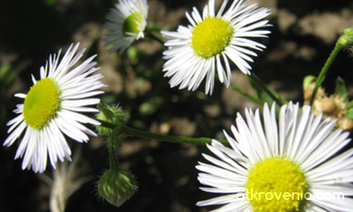 flowers (ukr)