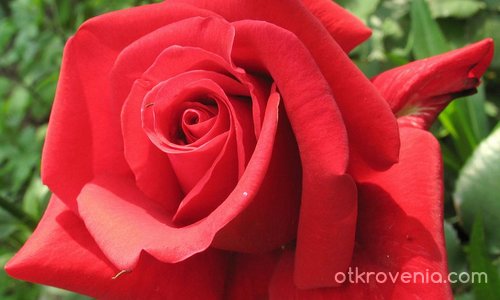 Червена роза.