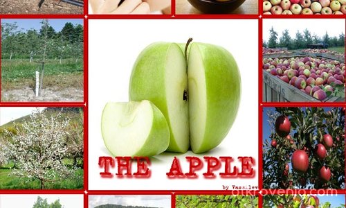 Животът на ябълката