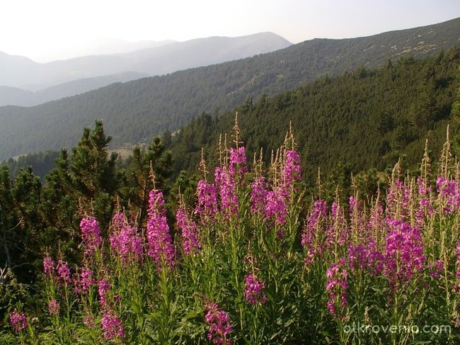 Пирински цветя - от връх Синаница, Пирин!
